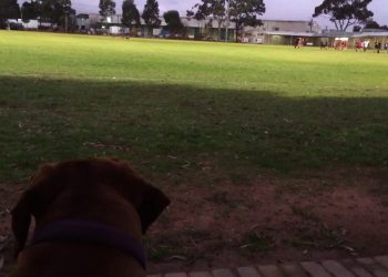 Chilli fascinated by Aussie Rules Football [Rhodesian Ridgeback]