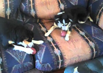 Mini Aussie Rules Football