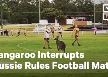 Kangaroo Interrupts Aussie Rules Football Match | NowThis