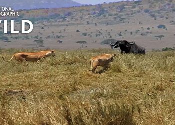 How a Lion Pride Hunts Prey | Cat Attack-tics