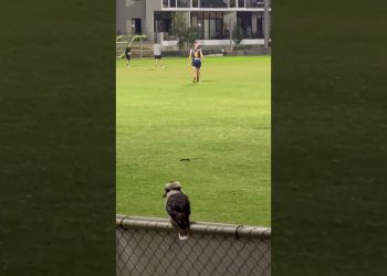 Kookaburra watching Aussie Rules Footy practice #AFL #WAFL #australia #adventure #asmr