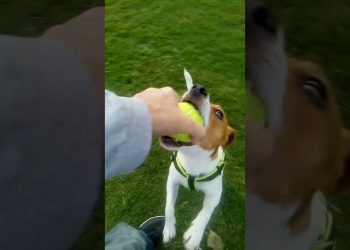 Aussie Rules Football. Rocky vs Me.